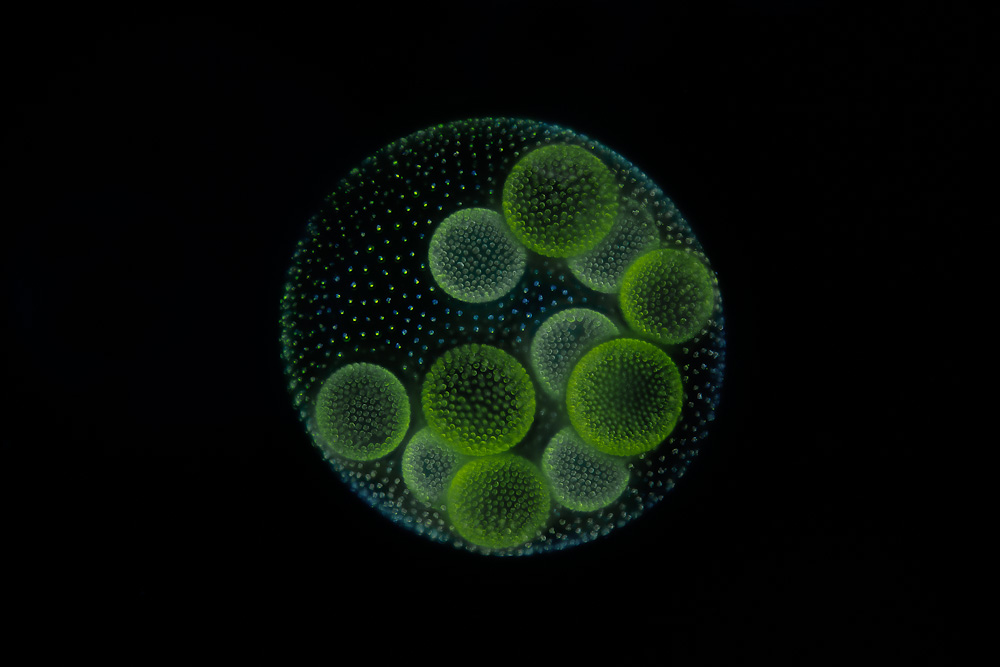Почему бактерии вирусы одноклеточные водоросли. Колония водорослей вольвокс. Колониальные водоросли вольвокс многоклеточные. Вольвокс колониальный организм. Вольвоксик одноклеточное.
