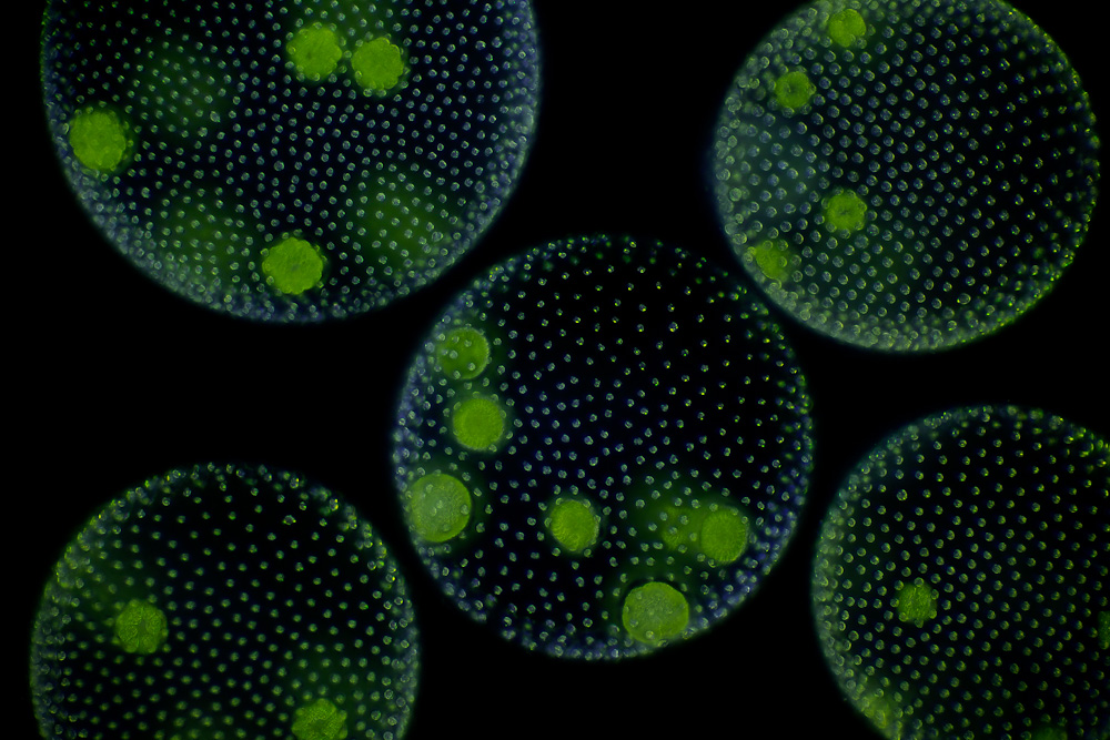 Культивирование одноклеточных водорослей. Колониальные водоросли вольвокс. Вольвокс многоклеточная водоросль. Вольвокс царство. Зеленые водоросли вольвокс.